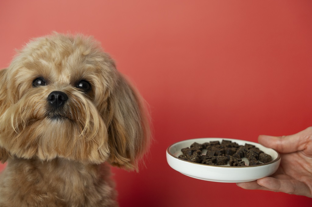 Alimentazione del cane guida pratica per una dieta sana ed equilibrata