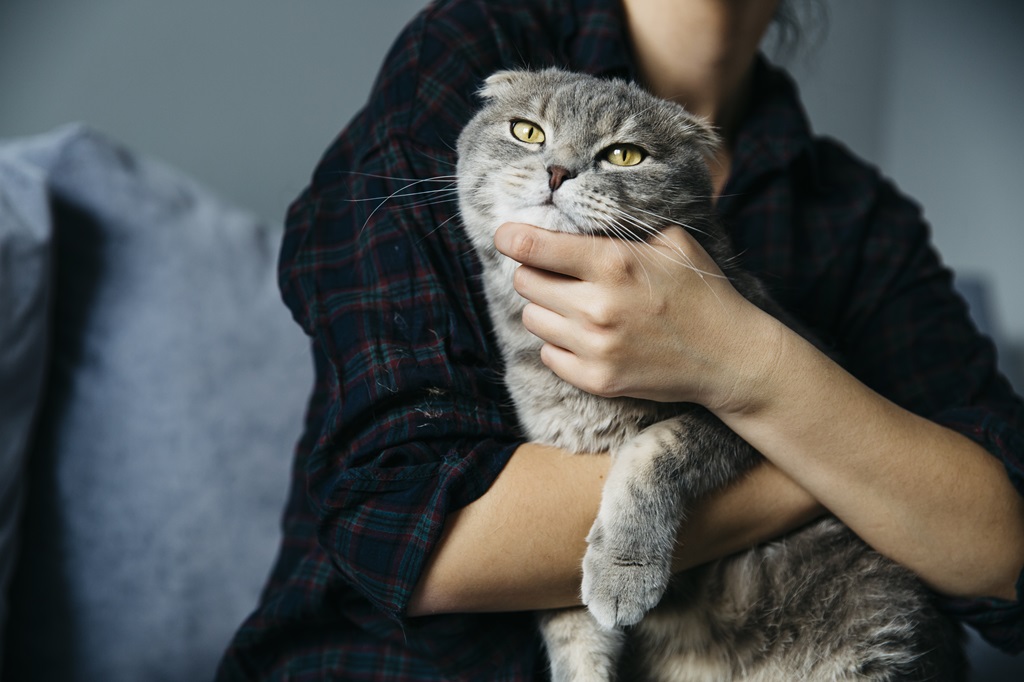 Razze di gatti insolite