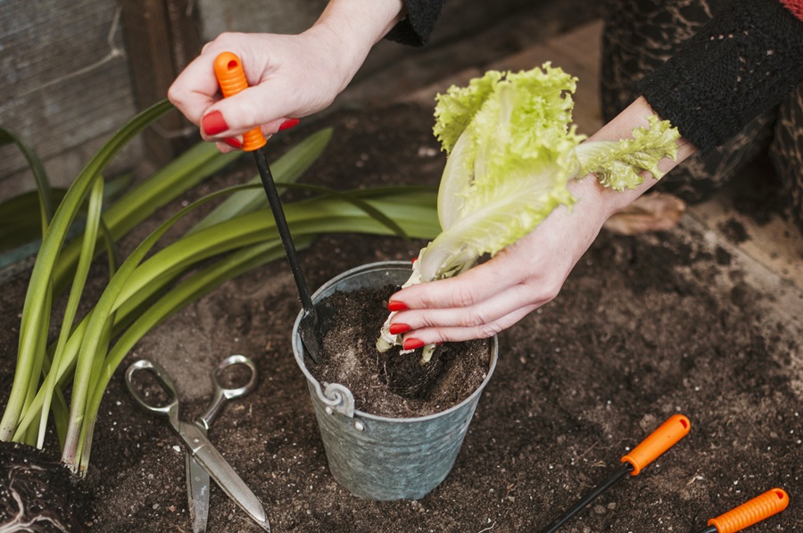 Come Avviare un Orto Urbano o in Balcone