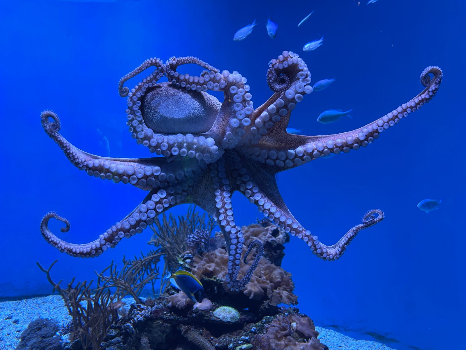 Polpo che nuota in acqua blu con i tentacoli distesi